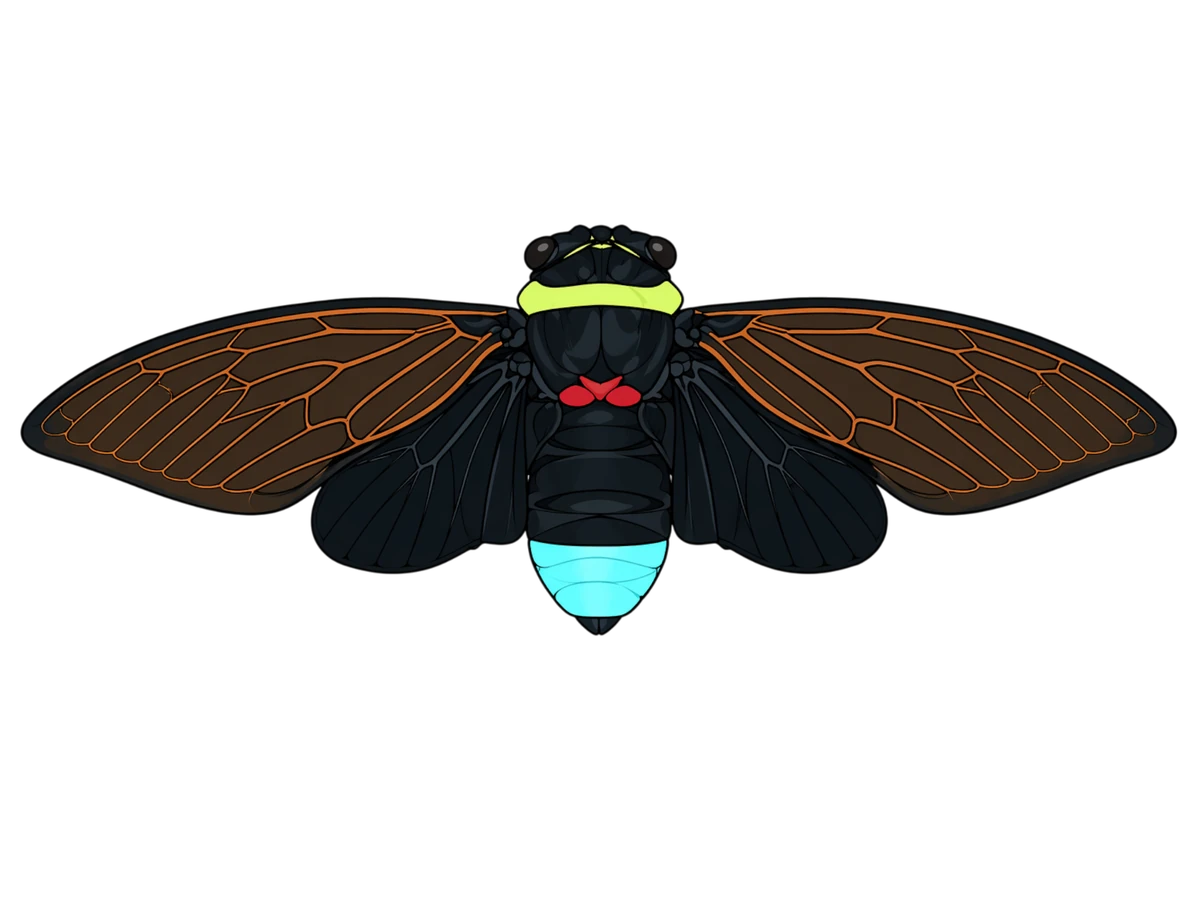 Tacua speciosa, spread-wing dorsal study