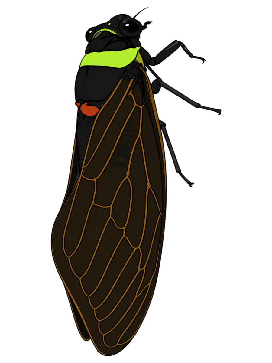Tacua speciosa, right-facing perch study