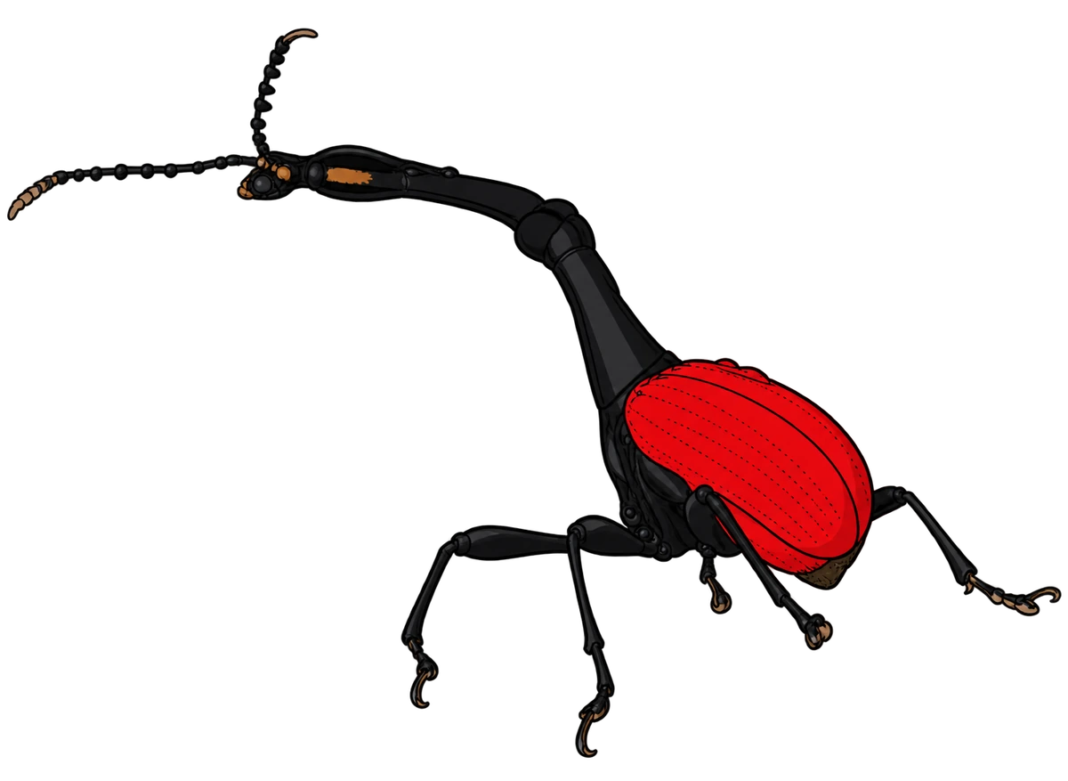 Trachelophorus giraffa, dorsal view