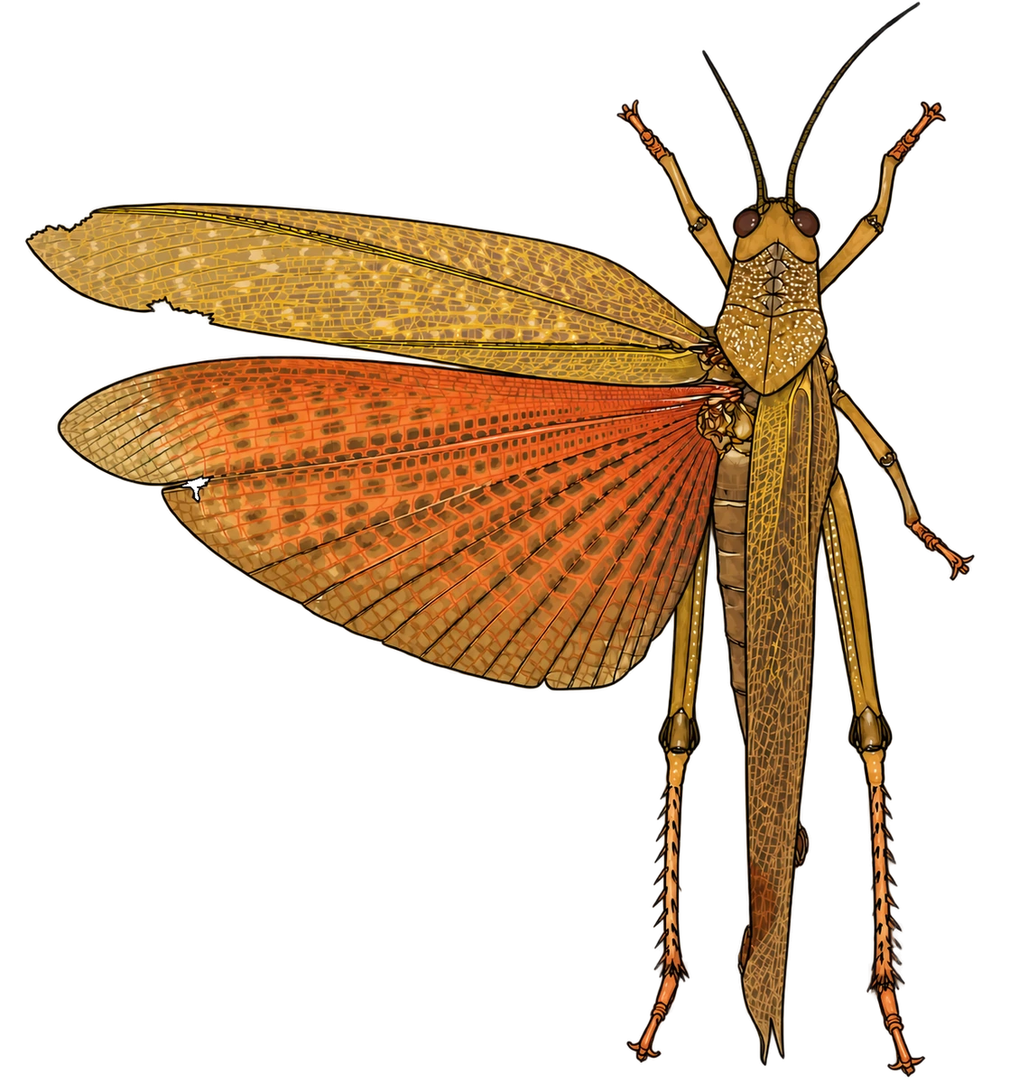Tropidacris cristata, dorsal view
