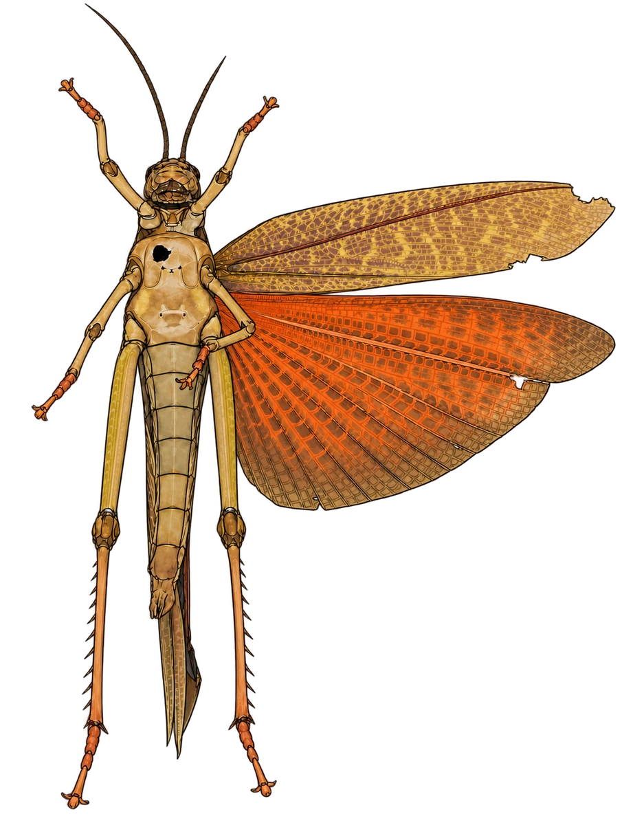 Tropidacris cristata, ventral view
