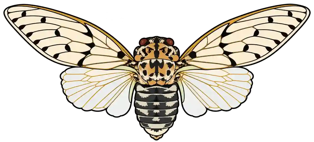 Ayuthia spectabile, dorsal view