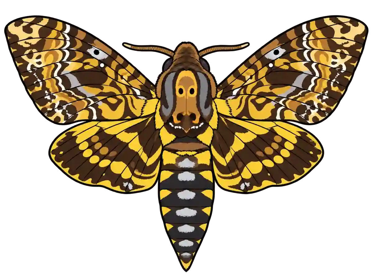 Acherontia lachesis, dorsal view