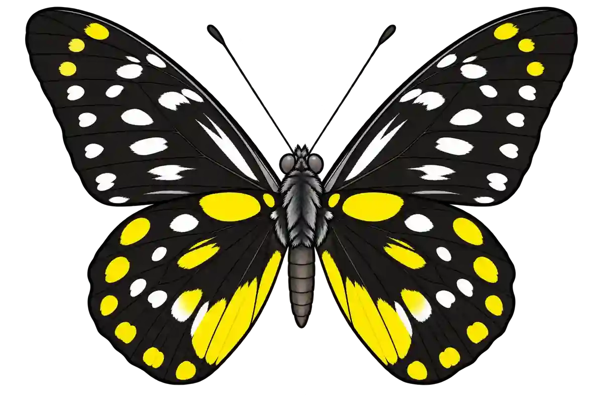 Delias belladonna, ventral view