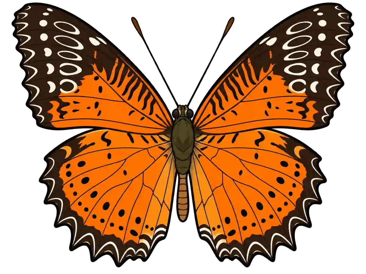 Cethosia biblis, dorsal view