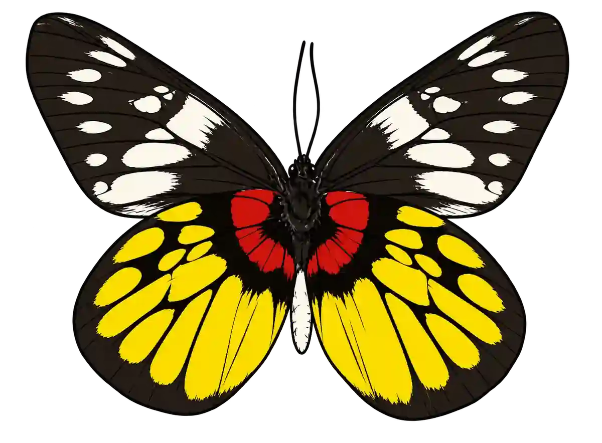 Delias pasithoe ventral illustration