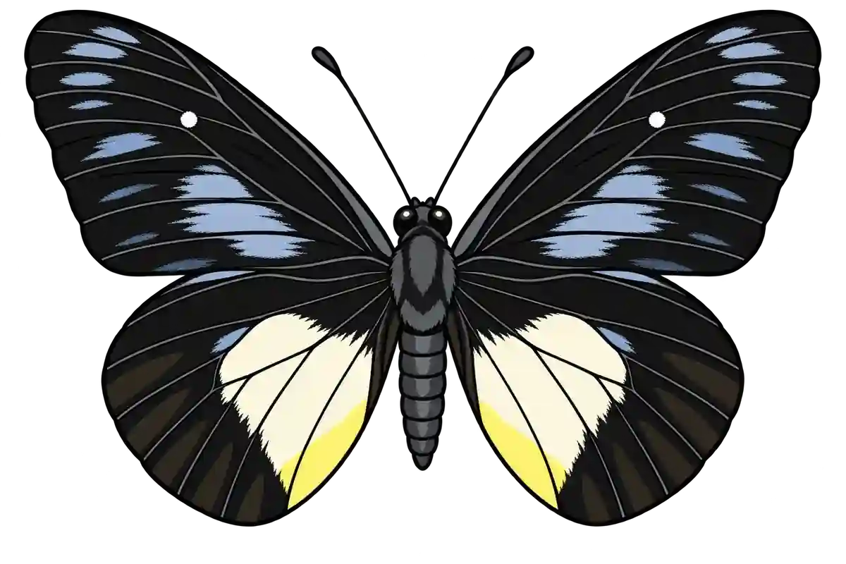 Delias crithoe, dorsal view