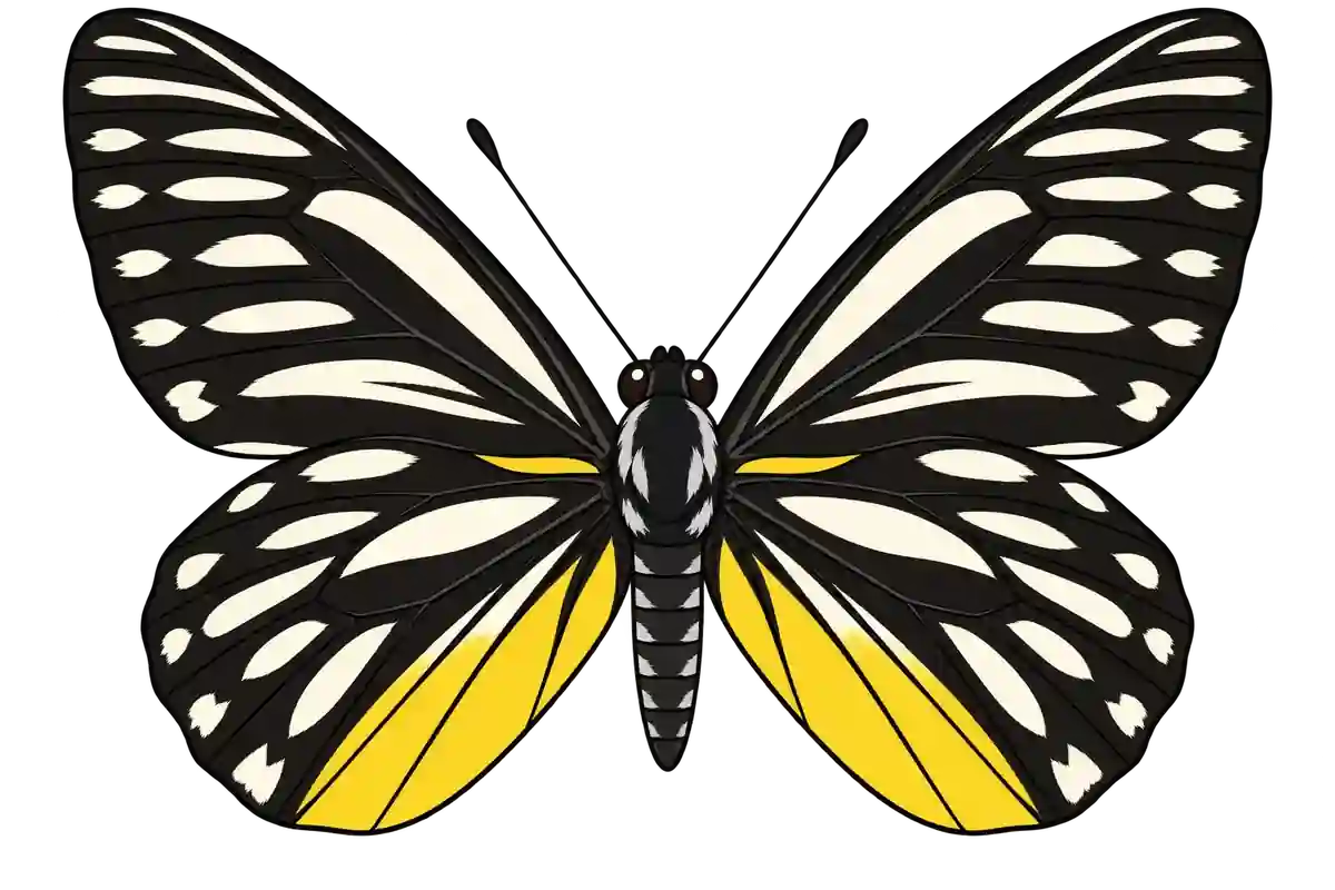 Delias lativitta, dorsal view