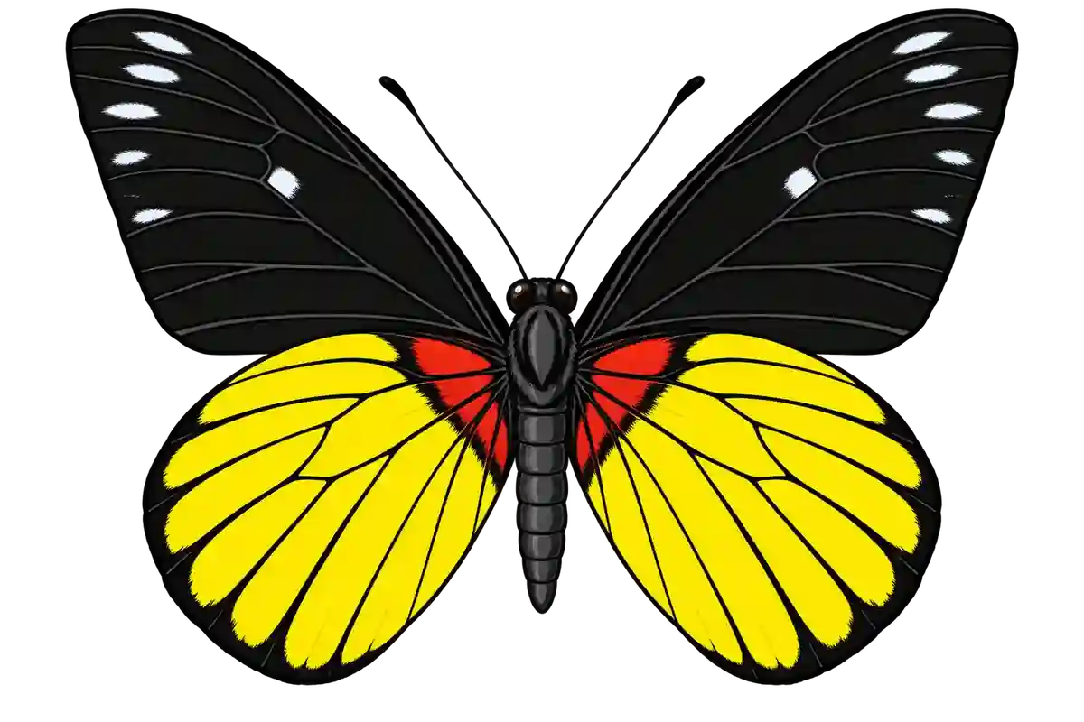 Delias crithoe, ventral view