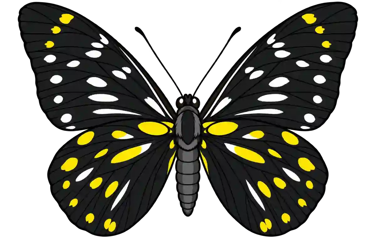 Delias berinda, ventral view