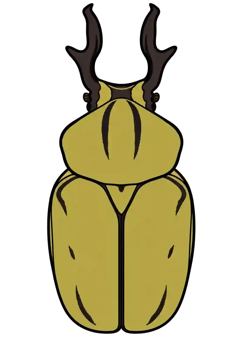Dicronocephalus wallichi, dorsal view