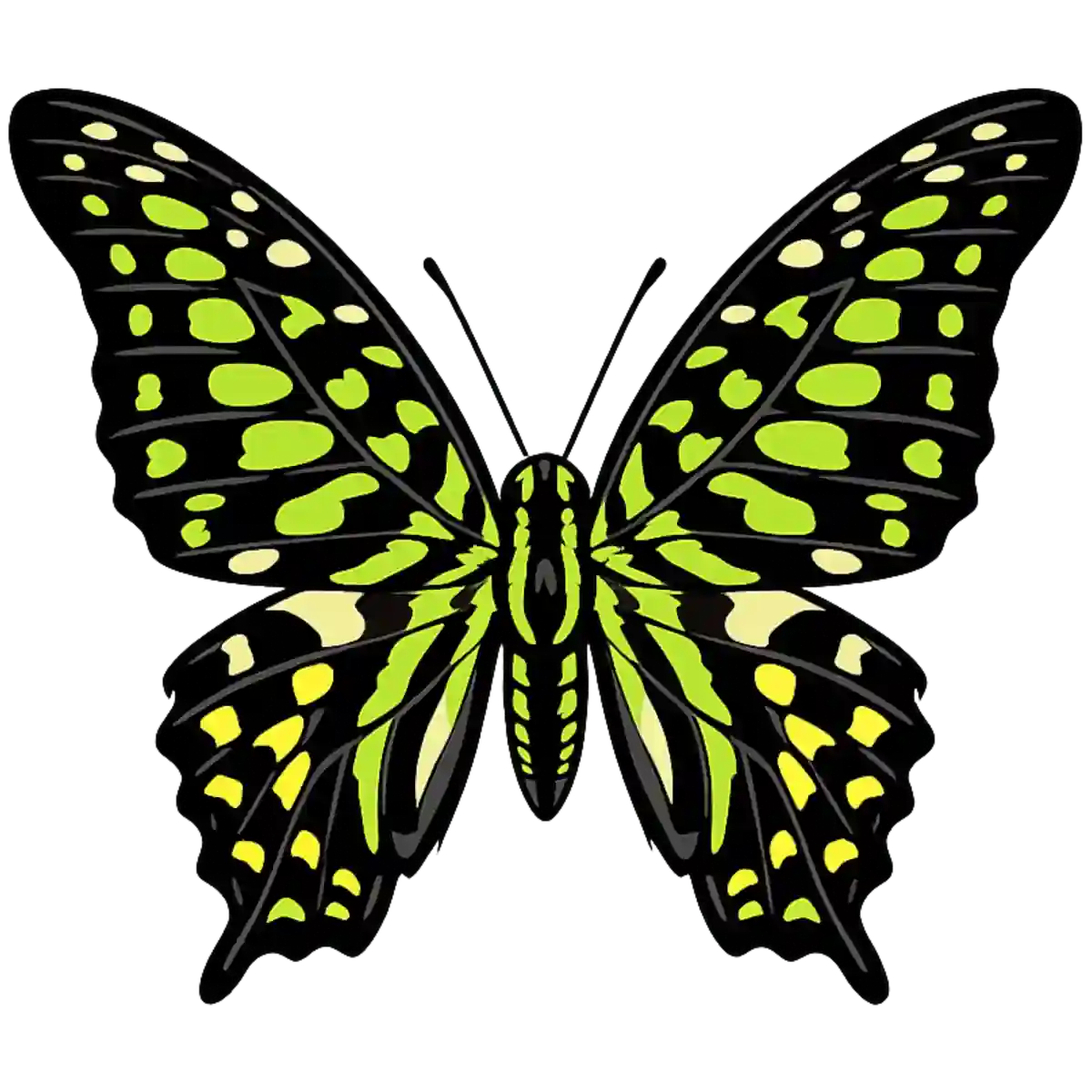 Graphium agamemnon dorsal illustration