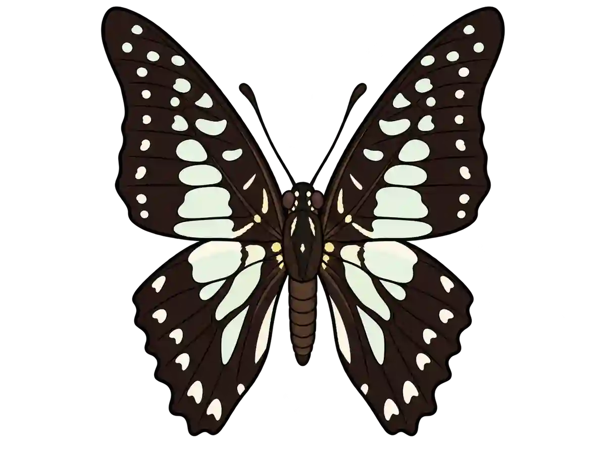 Graphium bathycles, dorsal view