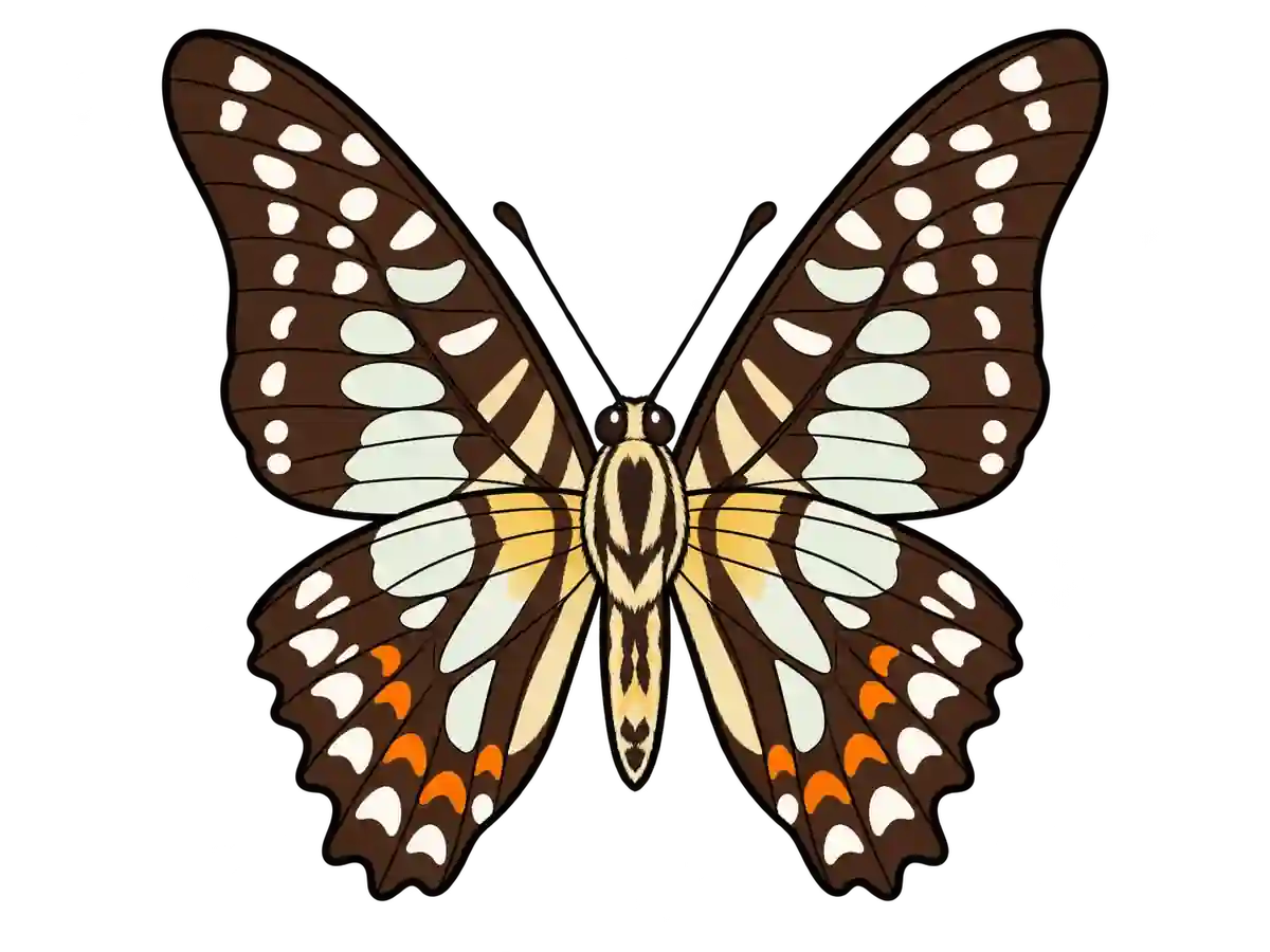 Graphium bathycles, ventral view