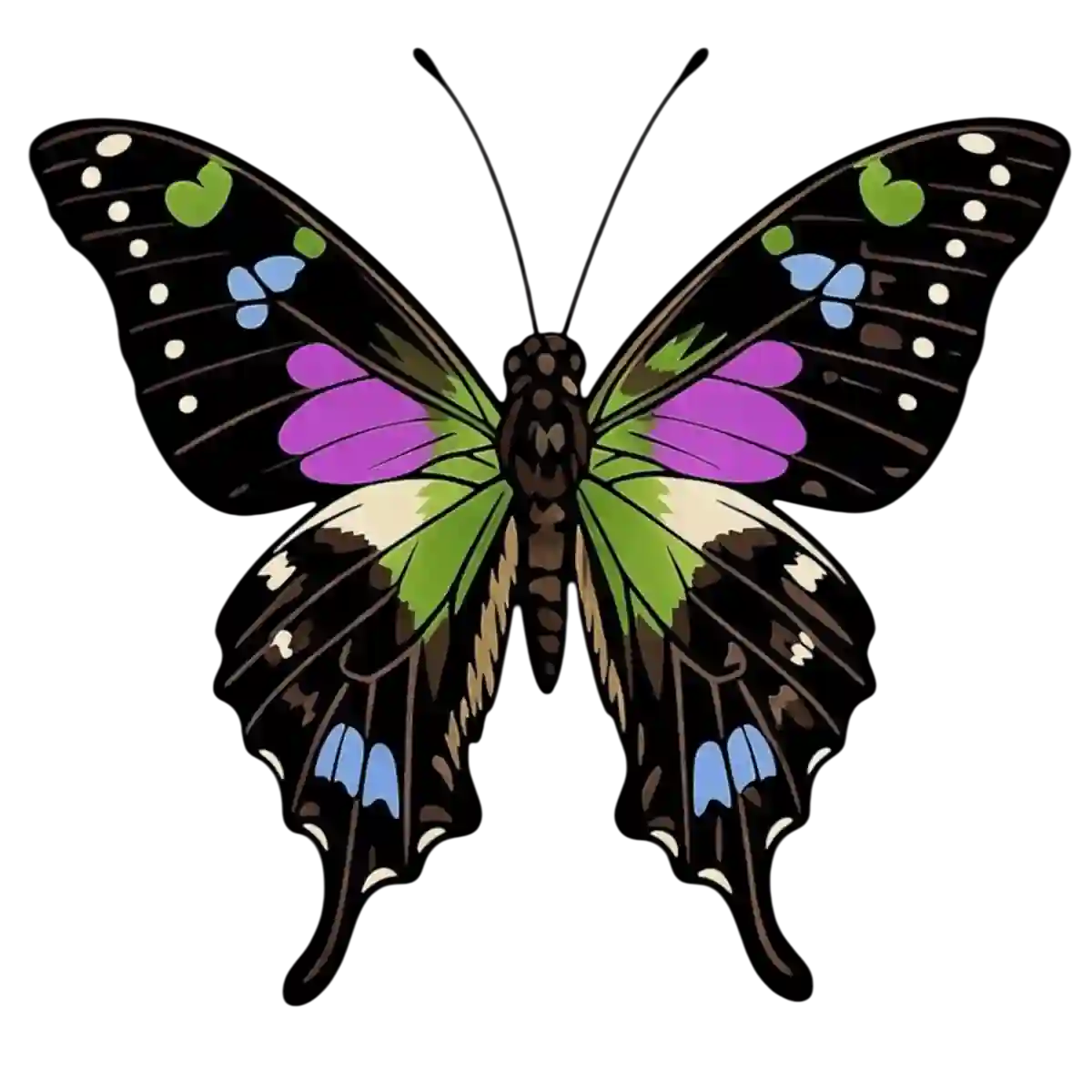 Graphium weiskei dorsal illustration
