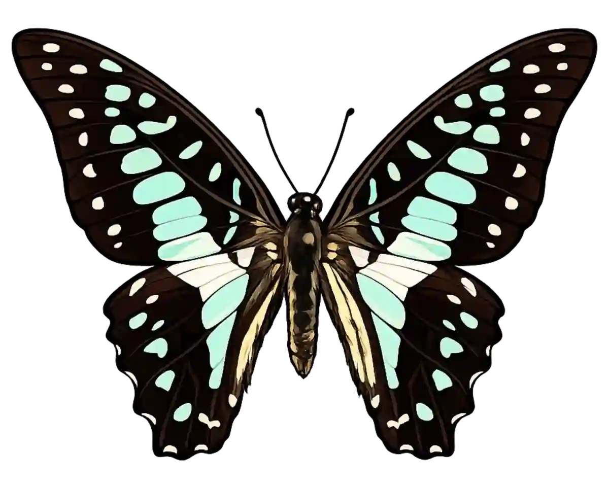 Graphium doson dorsal illustration