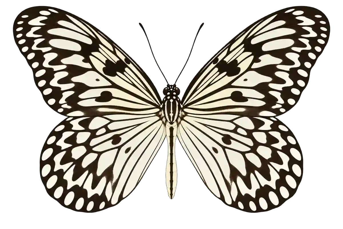 Idea leuconoe, dorsal view