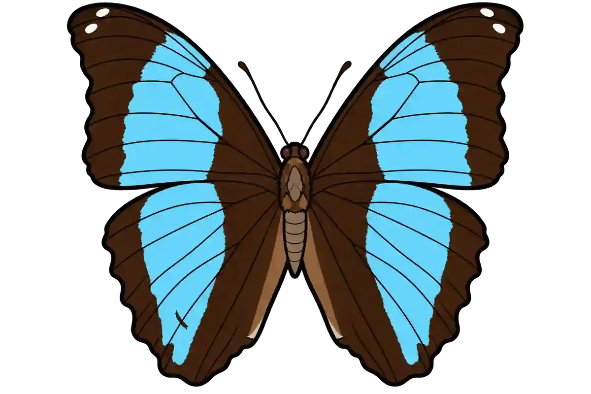 Morpho deidamia, dorsal view