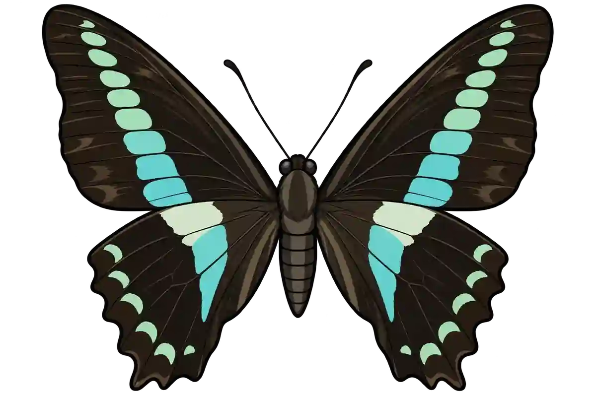 Graphium sarpedon, dorsal view