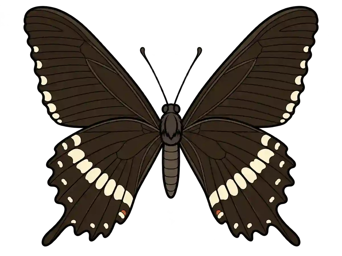 Papilio polytes, ventral view