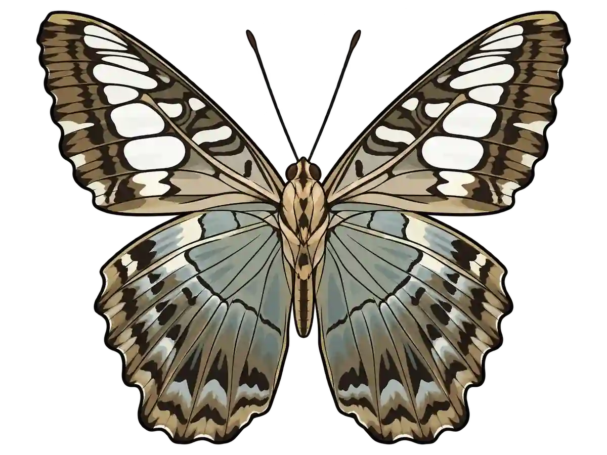 Parthenos sylvia, ventral view