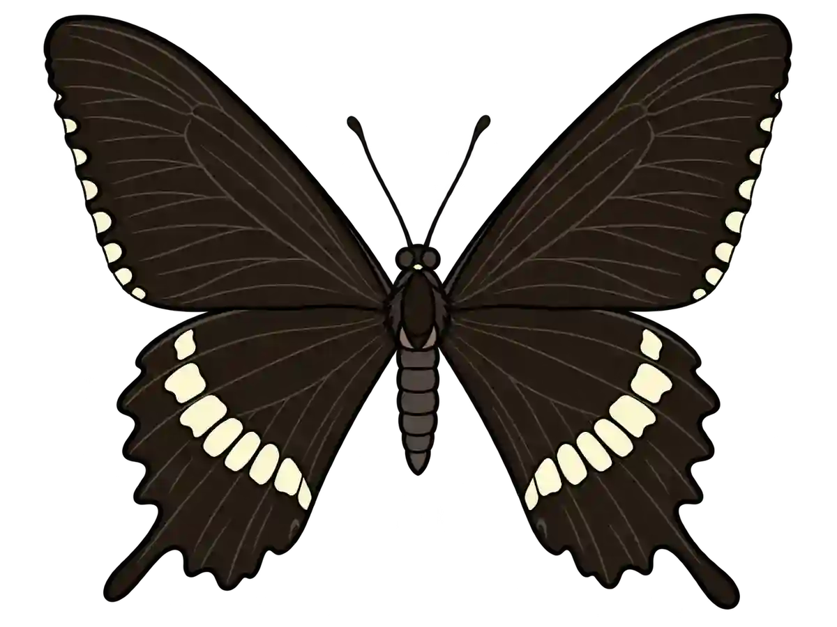 Papilio polytes, dorsal view