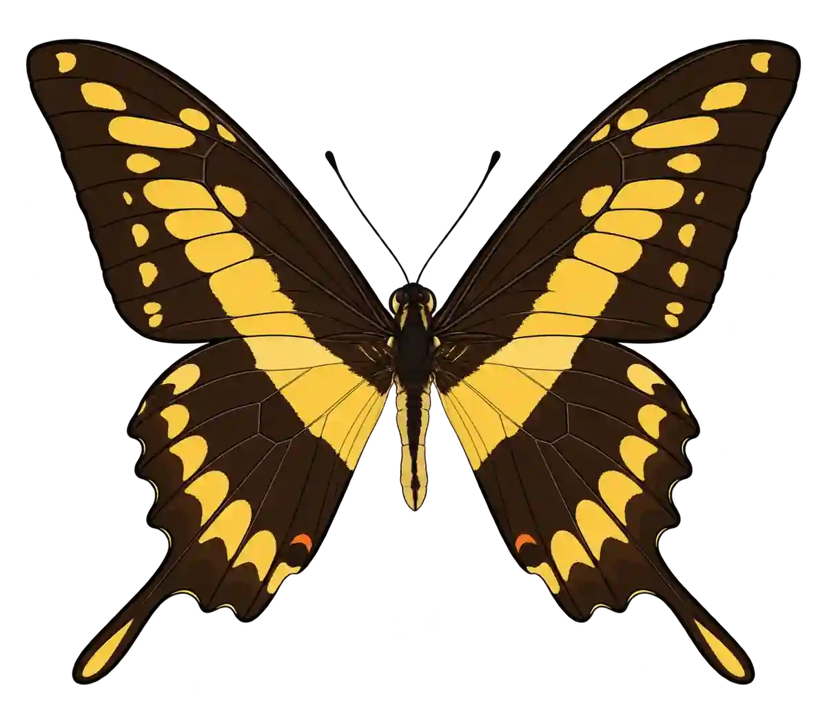 Papilio thoas, dorsal view