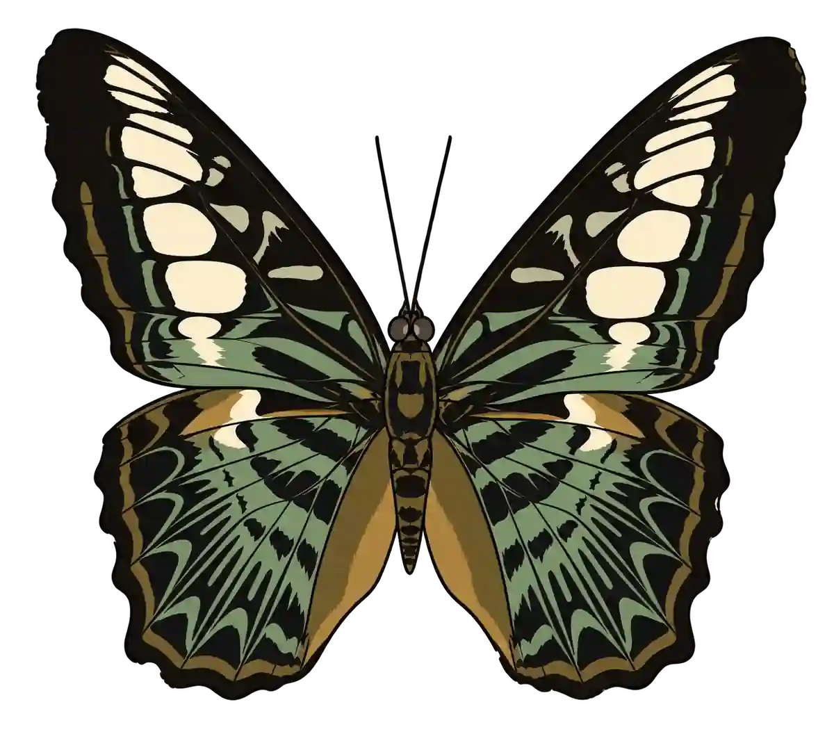 Parthenos sylvia dorsal illustration