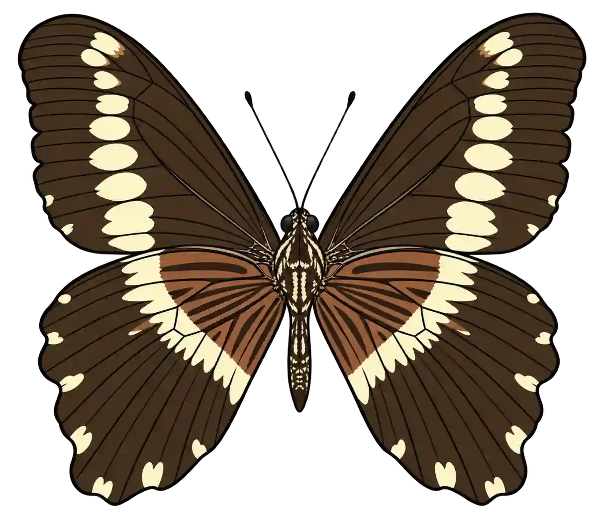 Papilio gallienus, ventral view