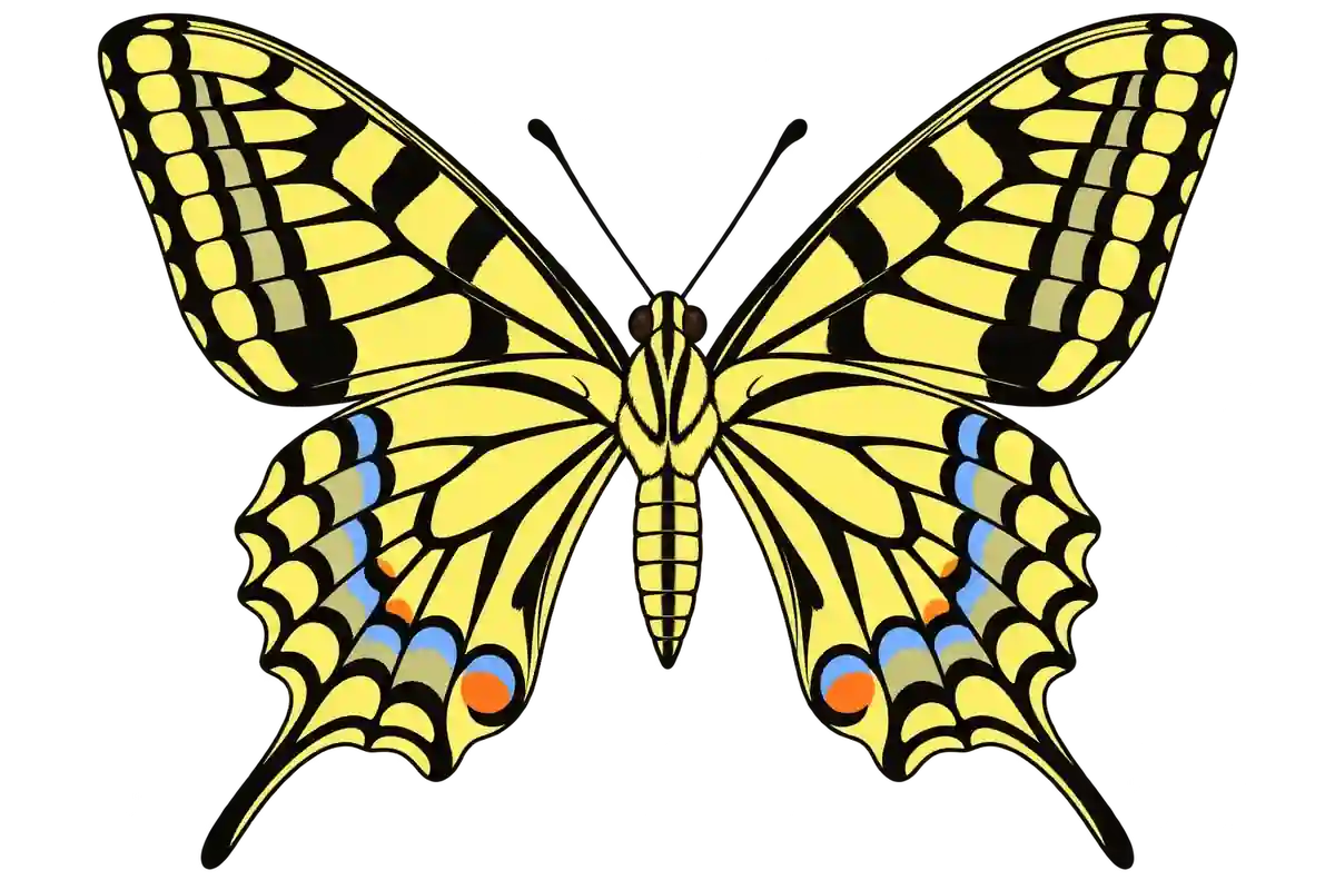 Papilio machaon, ventral view