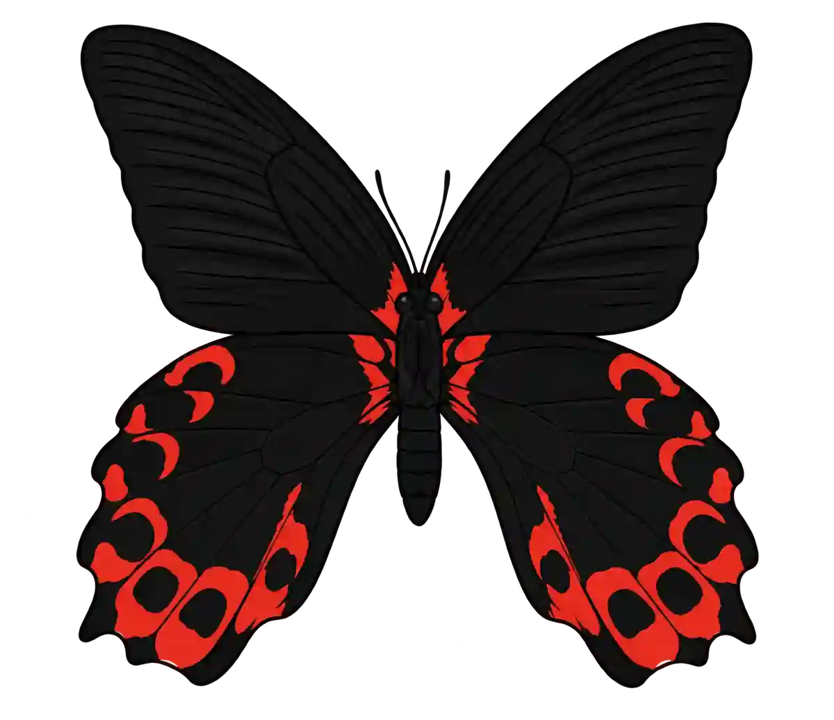 Papilio rumanzovia ventral illustration