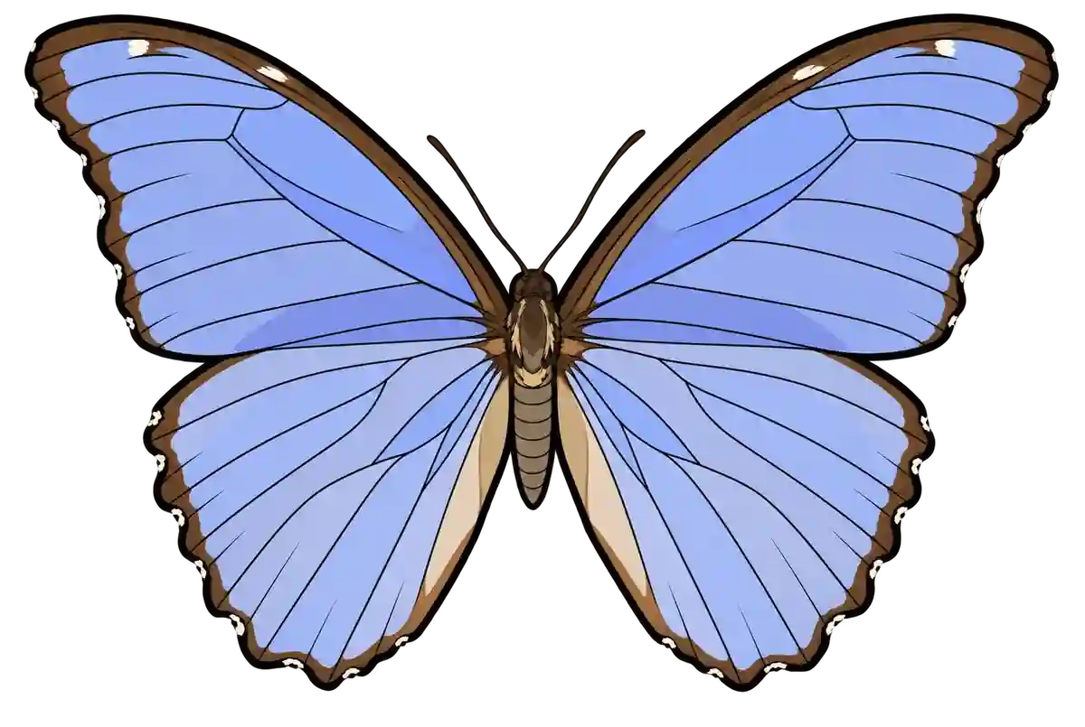 Morpho menelaus didius, dorsal view