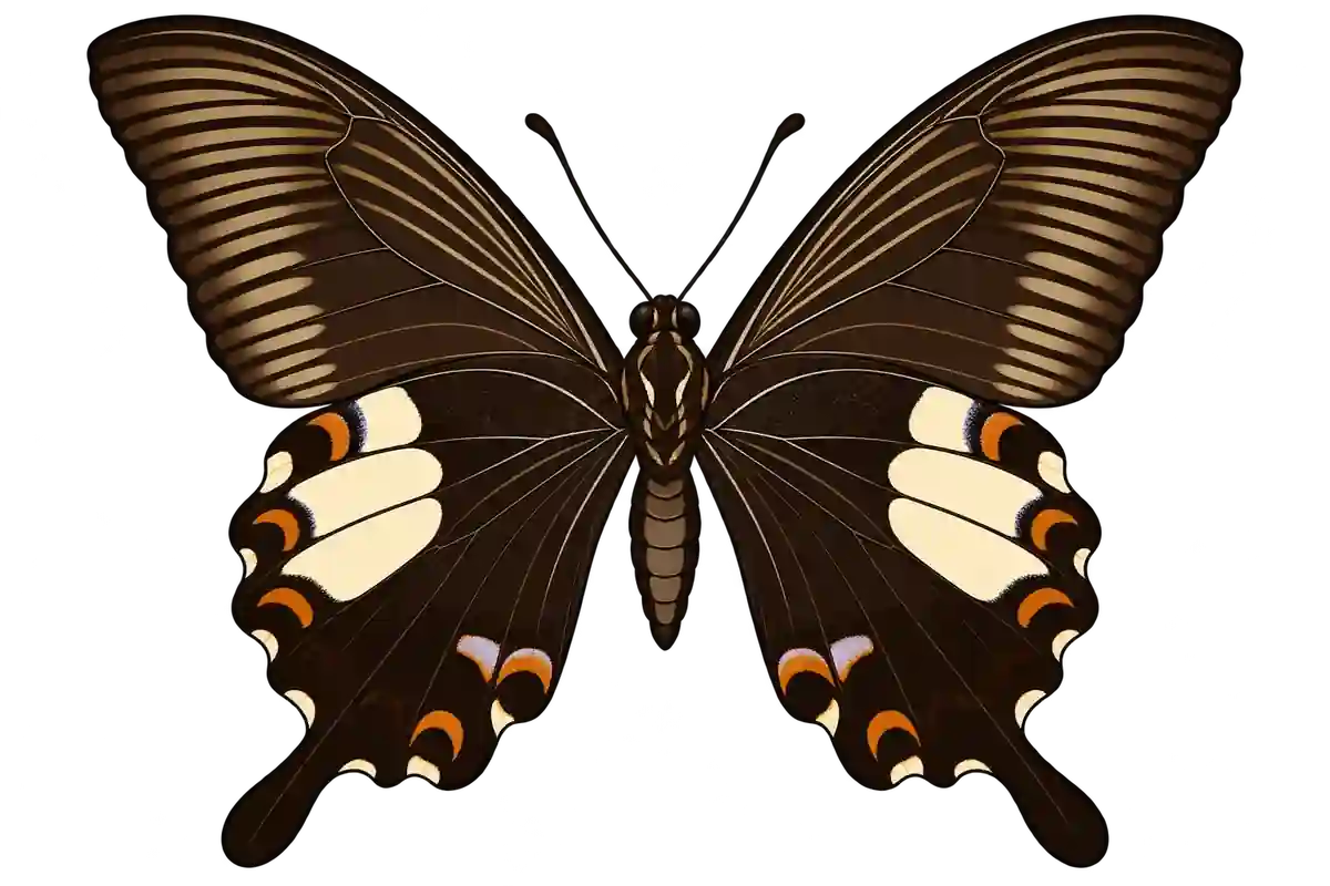 Papilio helenus, ventral view