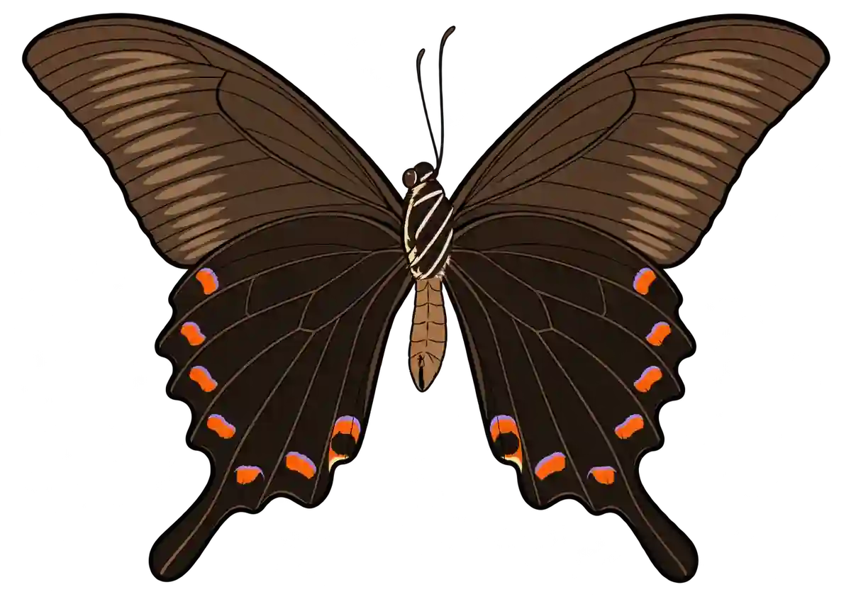 Papilio maackii, ventral view