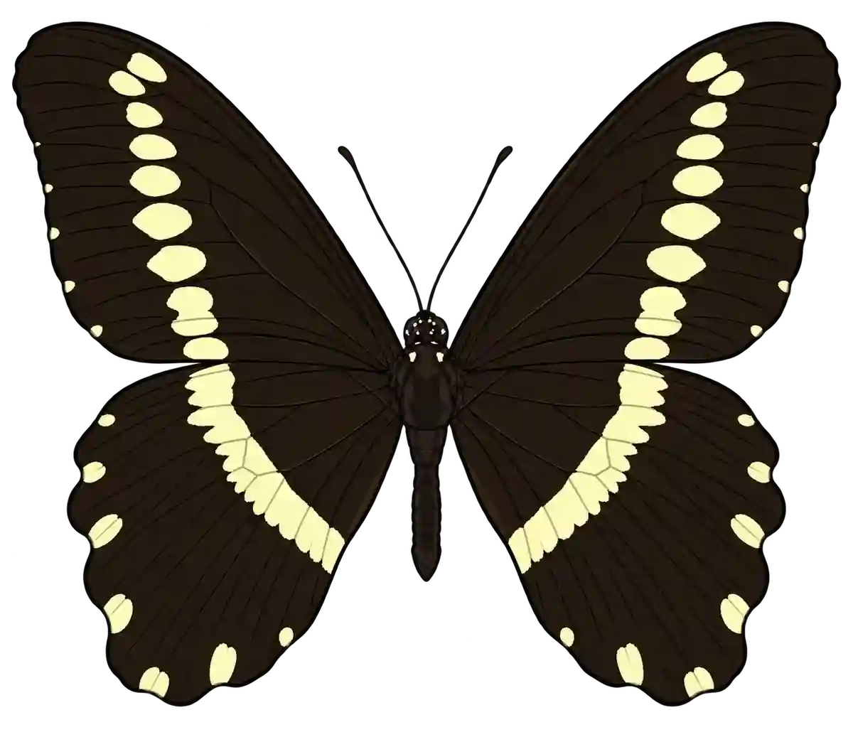 Papilio gallienus, dorsal view