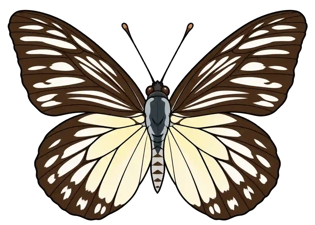 Prioneris clemanthe, dorsal view