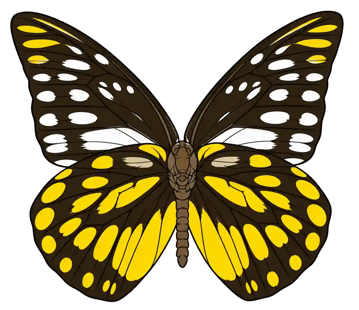Prioneris thestylis ventral illustration