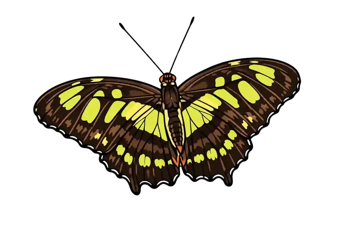 Siproeta stelenes dorsal illustration