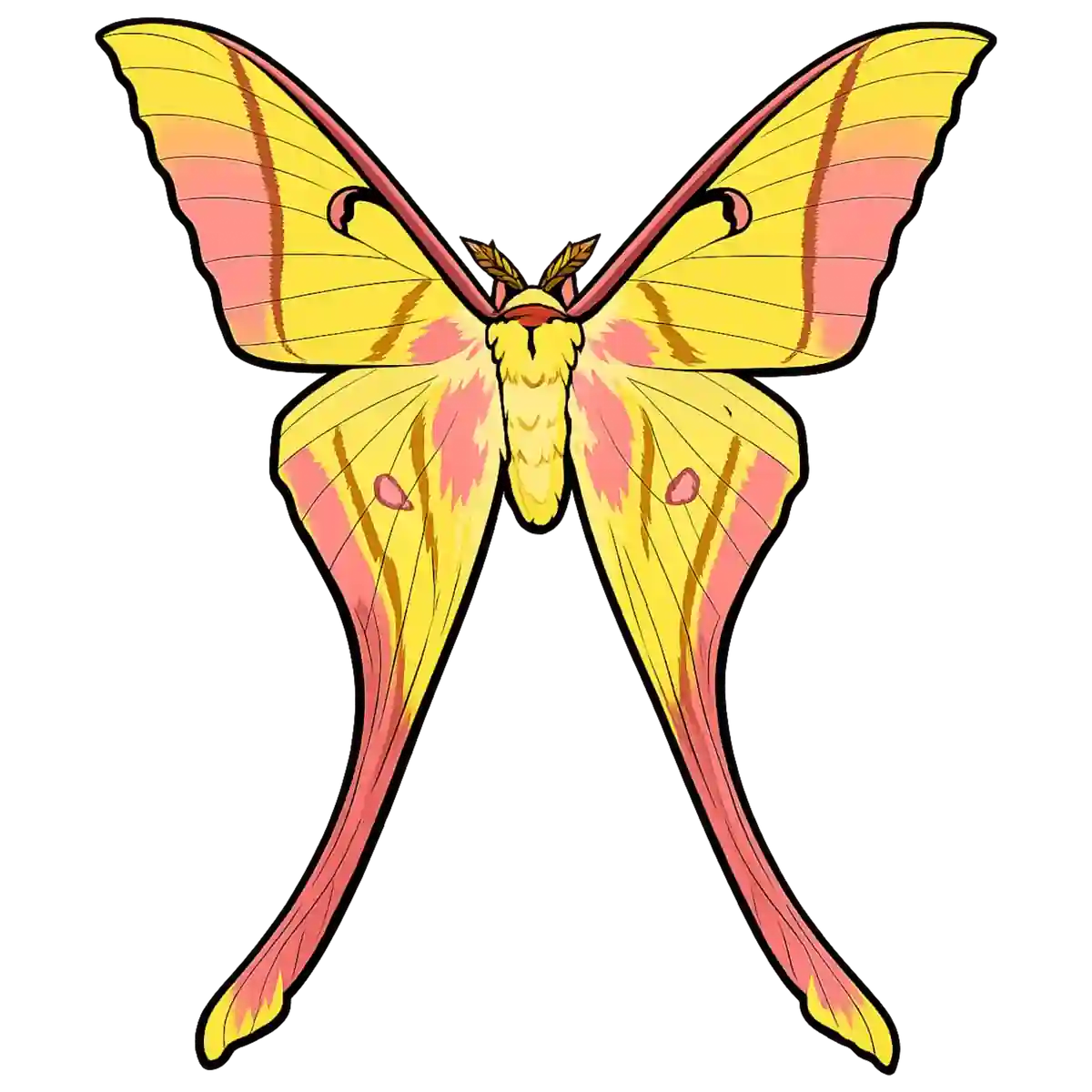 Actias rhodopneuma, open-wing ventral study
