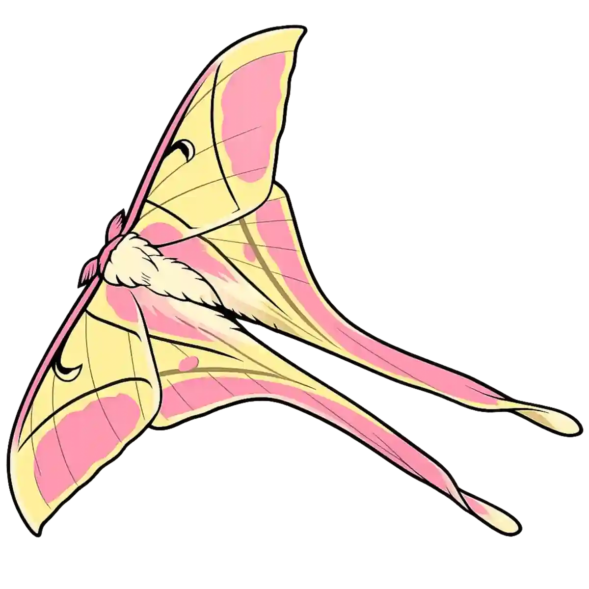 Actias rhodopneuma, leftward flight study