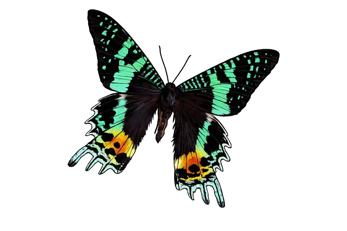 Chrysiridia rhipheus, angled dorsal spread study