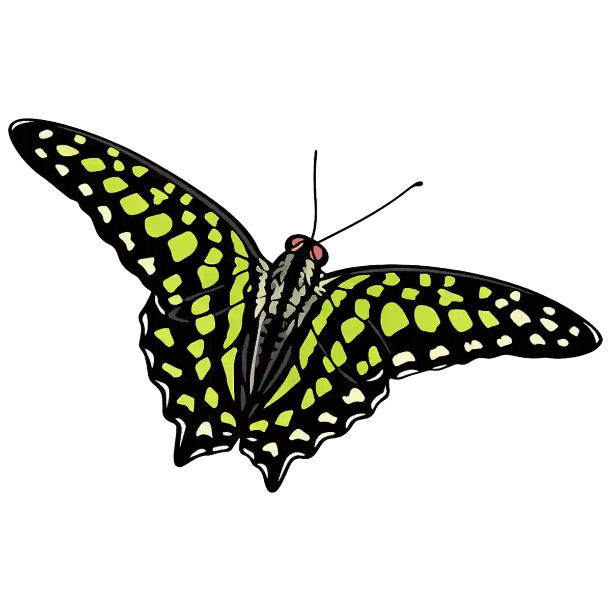 Graphium agamemnon, rightward flight study