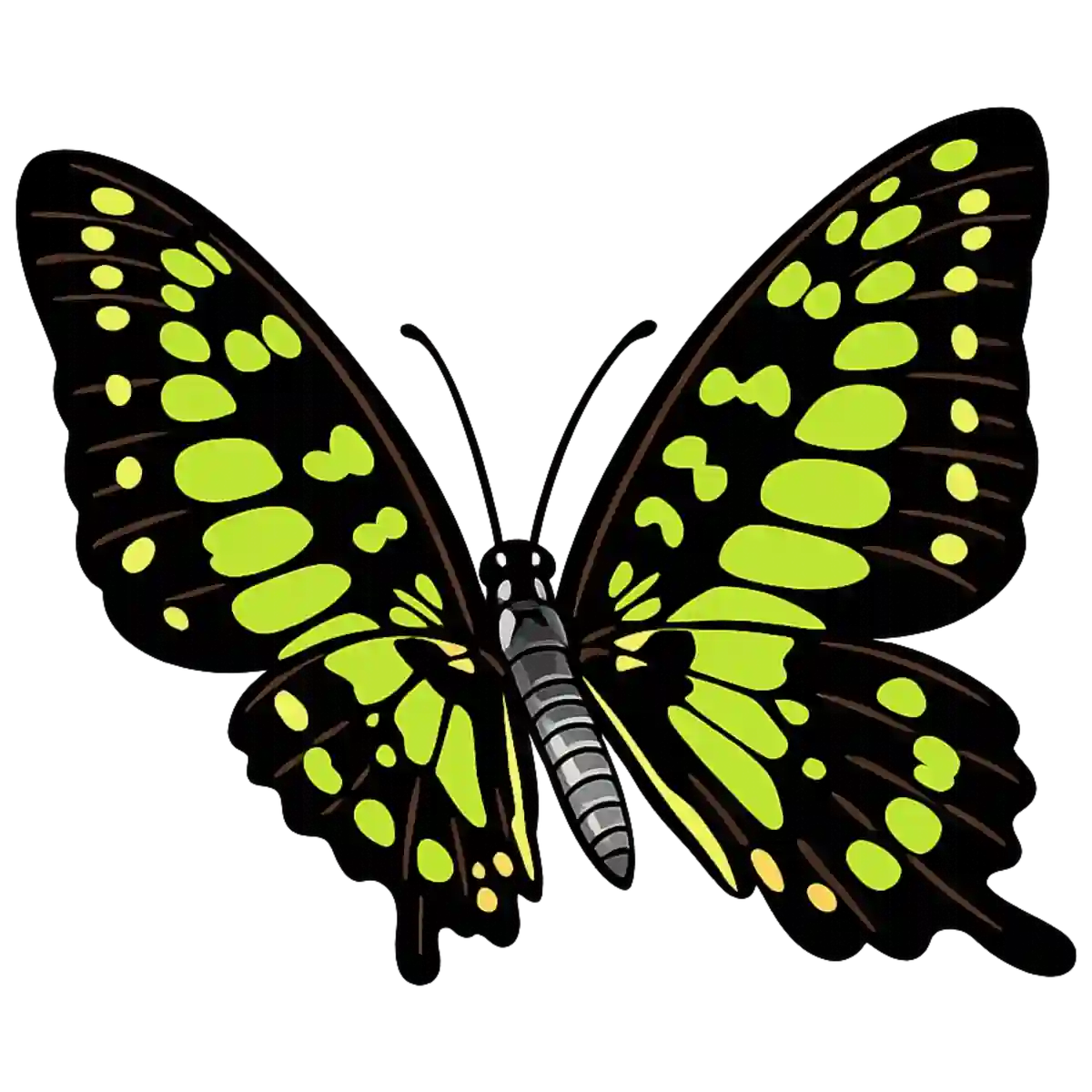 Graphium agamemnon, leftward wingbeat study