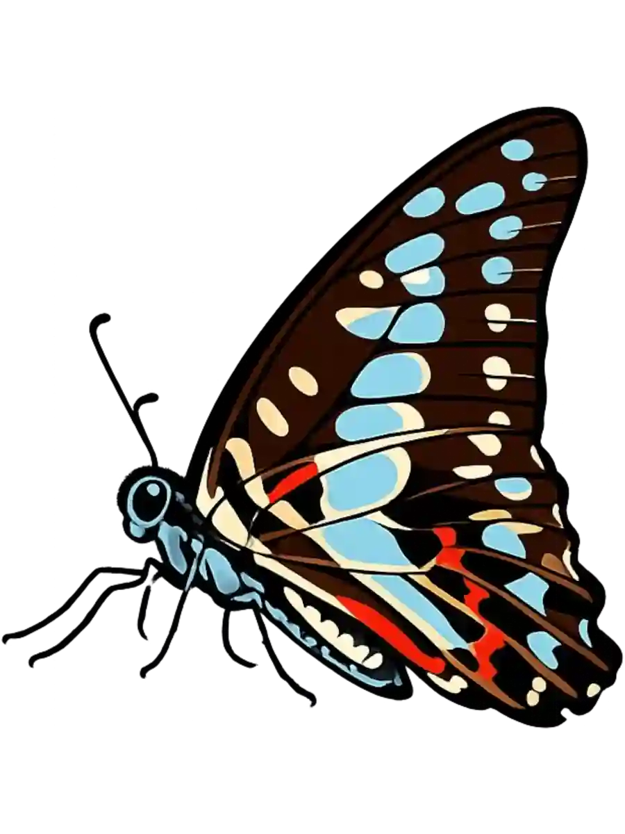 Graphium doson, left-facing folded-wing study