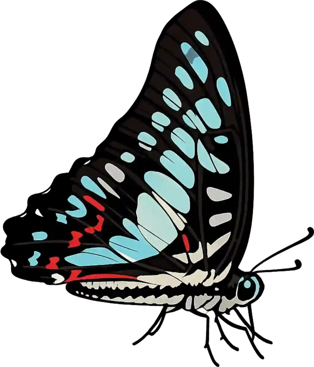 Graphium doson, right-facing standing study