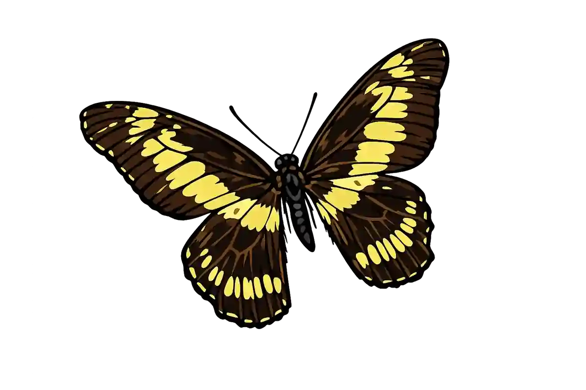 Graphium latreillianus, left-tilted dorsal study