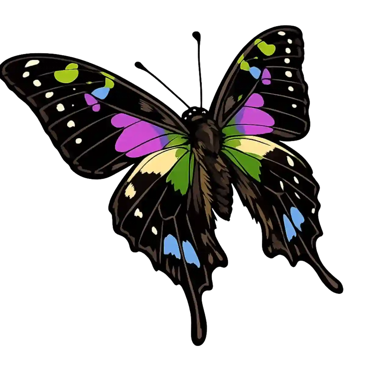 Graphium weiskei, leftward flight study