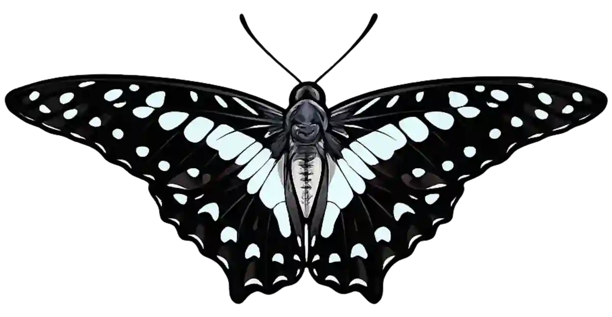 Graphium doson, forward flight study