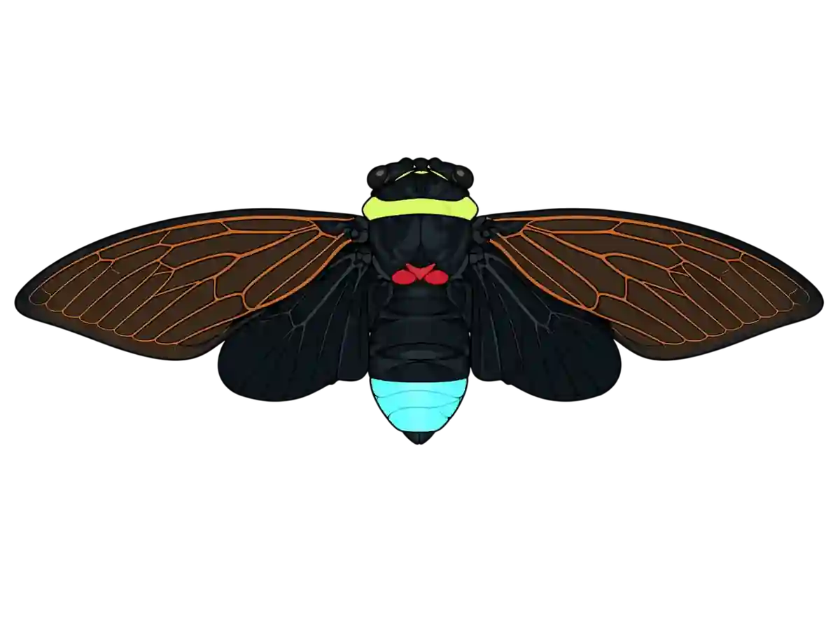 Tacua speciosa, spread-wing dorsal study