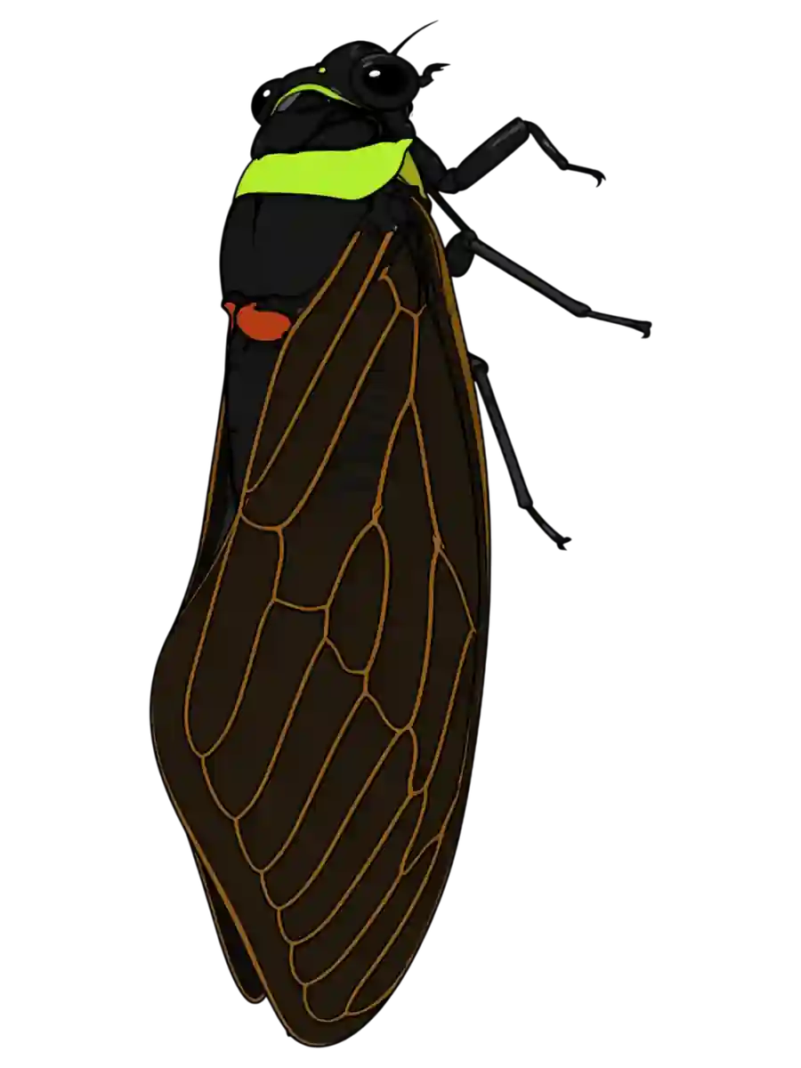 Tacua speciosa, right-facing perch study